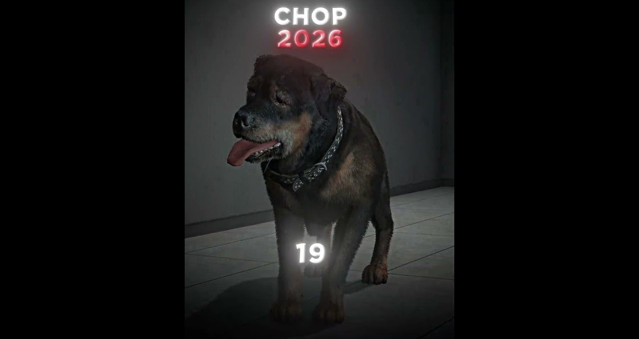 A senior Rottweiler standing indoors wearing a studded collar with "CHOP 2026" text
