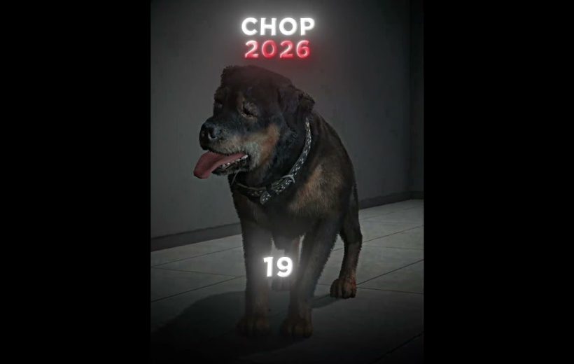 A senior Rottweiler standing indoors wearing a studded collar with "CHOP 2026" text